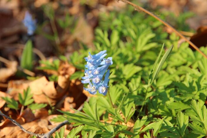 �������� ������������ (Corydalis ambigua)