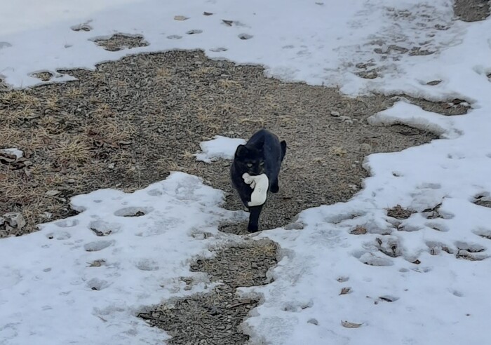 Вот эта собака сутулая