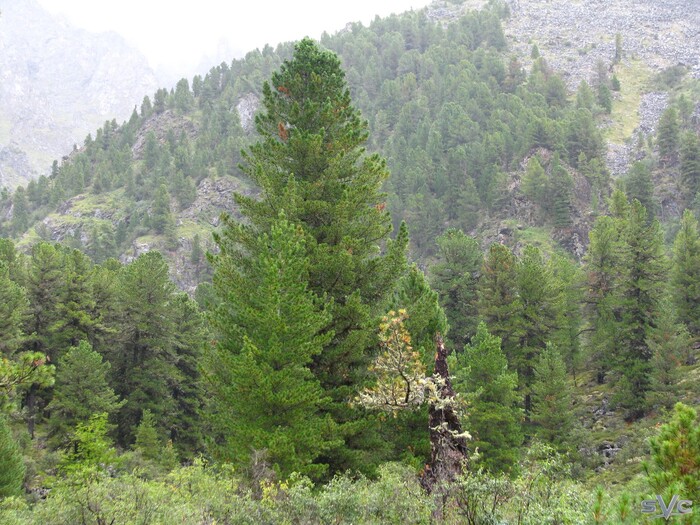 Кедры-красавцы