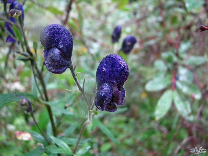 Аконит Джунгарский