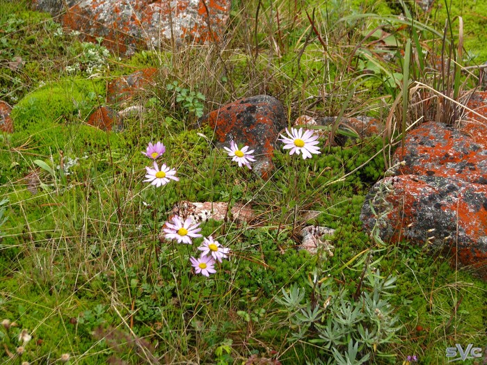 Немного цветочков на фоне красных камней