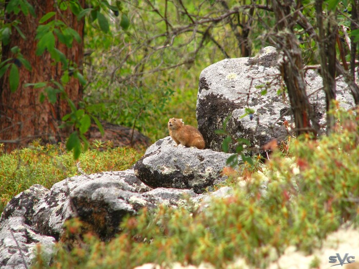 Немного пофотоохотился за пищухой