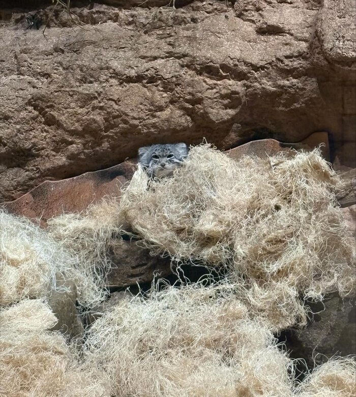 ��� ��� ��� �����, ������ ������