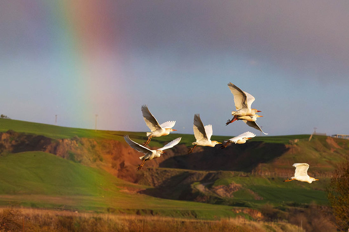 ����� ����� � ����������, ������//����: Zuma/����