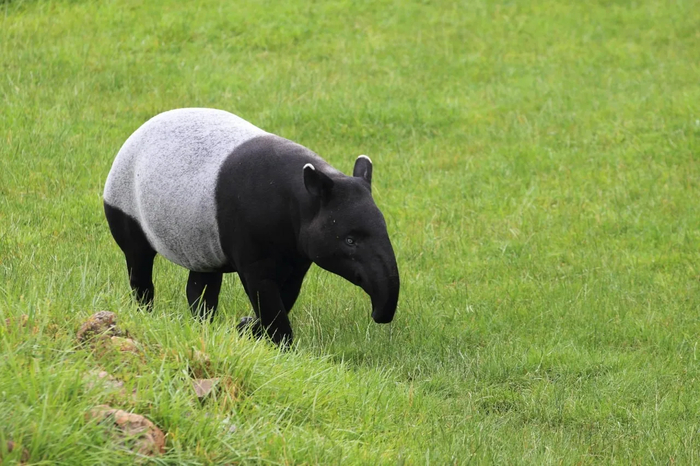 <a href="https://pikabu.ru/story/tapir__yeto_kogda_svinya_khotela_skopirovat_slona_no_byudzheta_khvatilo_tolko_na_minikhobot_13885954?u=https%3A%2F%2Fru.wikipedia.org%2Fwiki%2F%25D0%25A7%25D0%25B5%25D0%25BF%25D1%2580%25D0%25B0%25D1%2587%25D0%25BD%25D1%258B%25D0%25B9_%25D1%2582%25D0%25B0%25D0%25BF%25D0%25B8%25D1%2580&t=%D0%A7%D0%B5%D0%BF%D1%80%D0%B0%D1%87%D0%BD%D1%8B%D0%B9%20%D1%82%D0%B0%D0%BF%D0%B8%D1%80&h=e7642908c5ab63292a729d93b6abbf6b4ed57be6" title="https://ru.wikipedia.org/wiki/%D0%A7%D0%B5%D0%BF%D1%80%D0%B0%D1%87%D0%BD%D1%8B%D0%B9_%D1%82%D0%B0%D0..." target="_blank" rel="nofollow noopener">��������� �����</a> (Tapirus indicus) - ������������ ��������� ��� �������, �� �� ����� �������