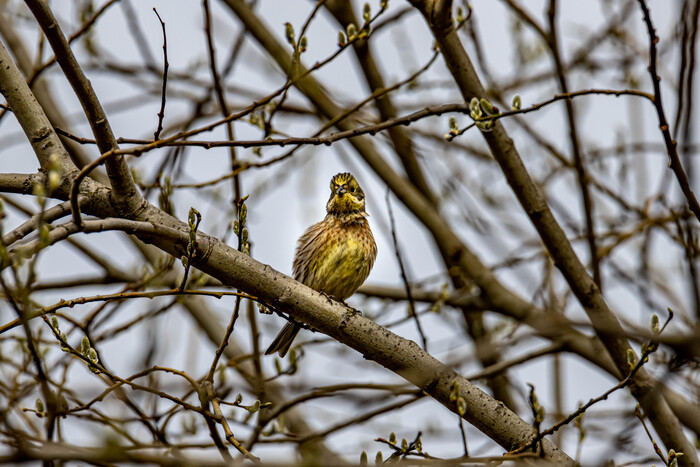 Canon 6d mark II + Tamron 150-600 G2