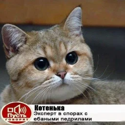 user11005344