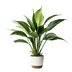 AloofAnonim