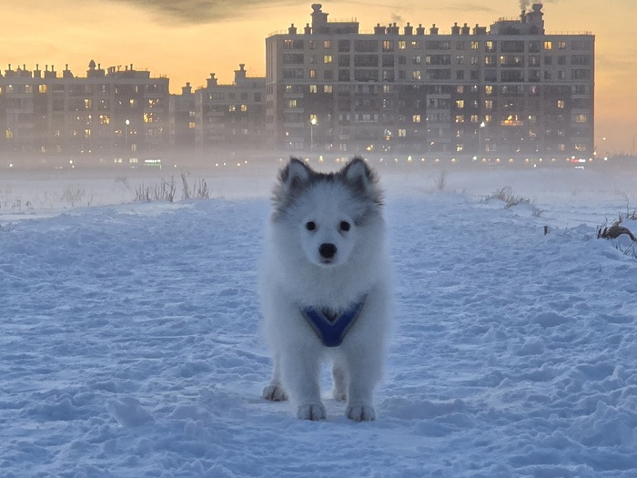 ��� ������� ������ #My Little Pomsky, ���������