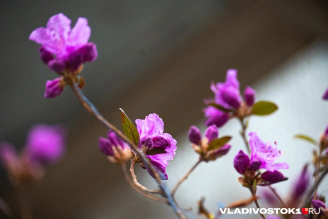����� ������ / <!--noindex--><a href="https://pikabu.ru/story/bagulnik_raspustilsya_vo_vladivostoke_13898590?u=http%3A%2F%2FVLADIVOSTOK1.RU&t=VLADIVOSTOK1.RU&h=65ff03fe28c7228e4127e83457e6f4a14f0430f6" title="http://VLADIVOSTOK1.RU" target="_blank" rel="nofollow noopener">VLADIVOSTOK1.RU</a><!--/noindex-->