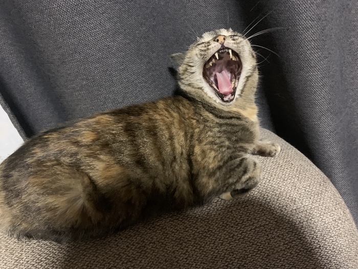 Котька