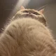 ����� ����� ������ ���� �����������