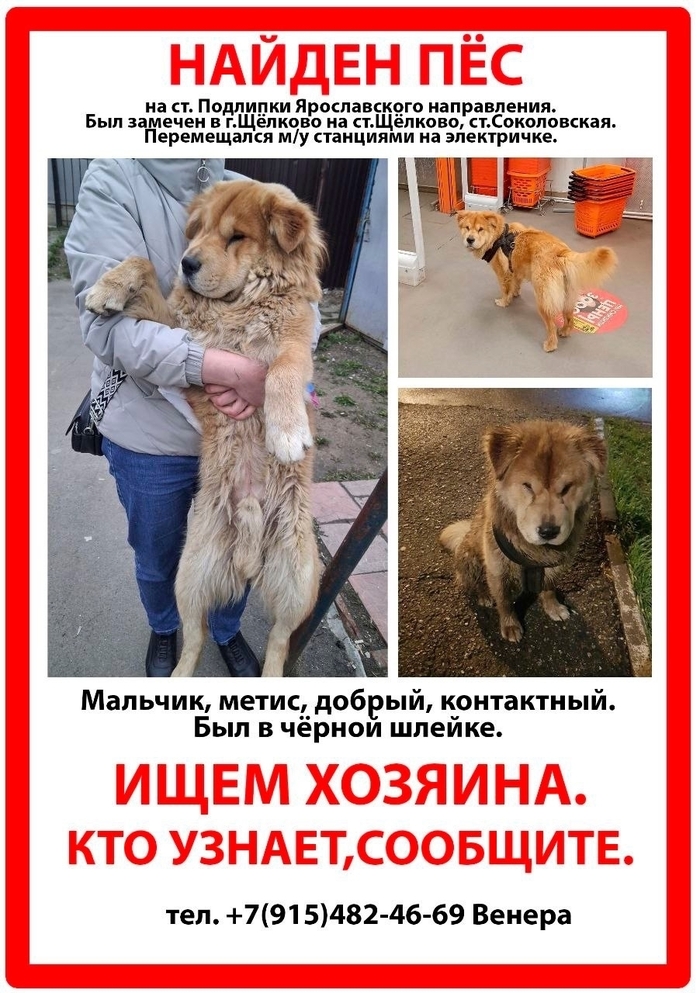 Найдена собака. Город Щелково