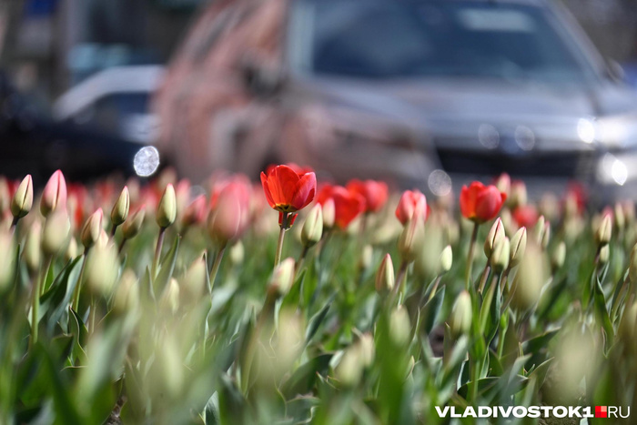 ����� ������ / <!--noindex--><a href="https://pikabu.ru/story/alyiy_kover_iz_tyulpanov_raspustilsya_vo_vladivostoke_13909123?u=http%3A%2F%2FVLADIVOSTOK1.RU&t=VLADIVOSTOK1.RU&h=65ff03fe28c7228e4127e83457e6f4a14f0430f6" title="http://VLADIVOSTOK1.RU" target="_blank" rel="nofollow noopener">VLADIVOSTOK1.RU</a><!--/noindex-->