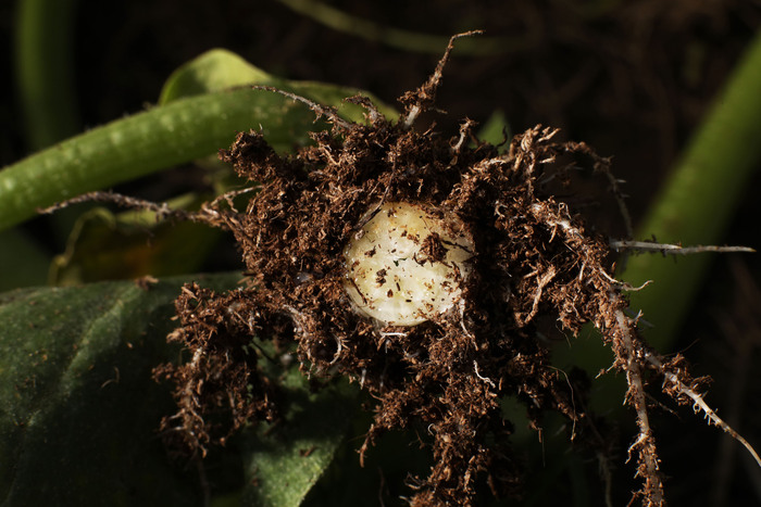 ������ ����� ��� ������