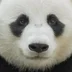 ScandalPanda