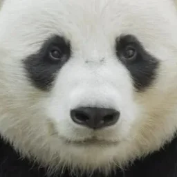 ScandalPanda