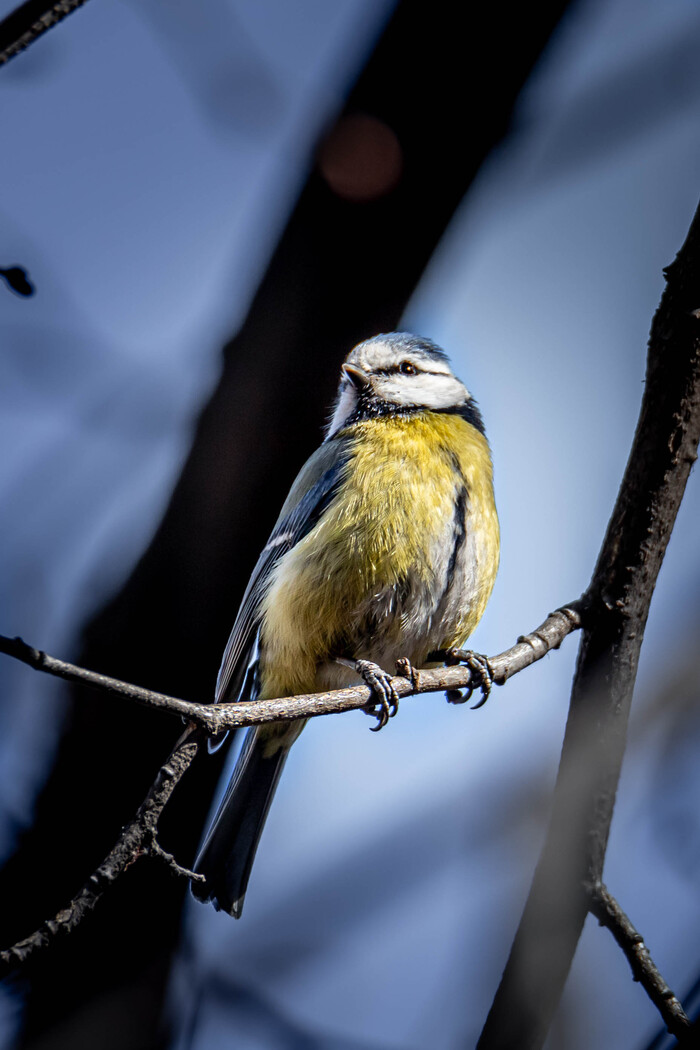Canon 6d mark II + tamron 150-600 g2