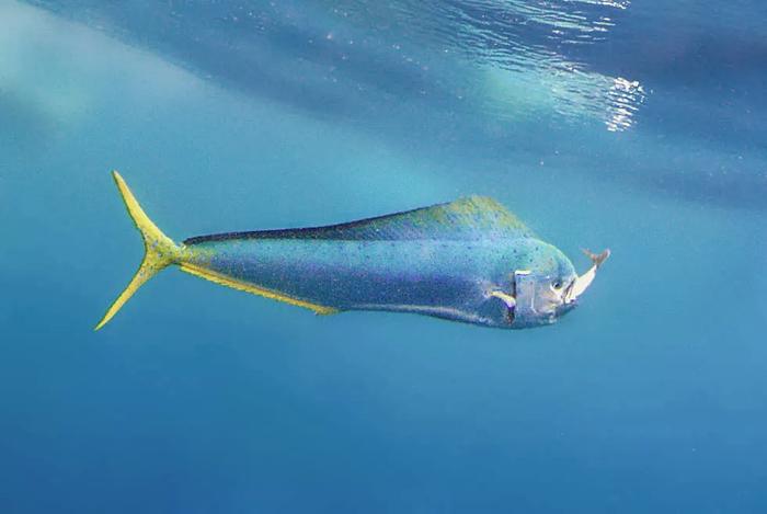 Coryphaena hippurus (Золотая Макрель - Эль Дорада)