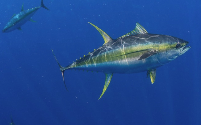 Yellowfin Tuna (Жёлтый Тунец)