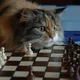 ������ ������������ Skorpiokitty