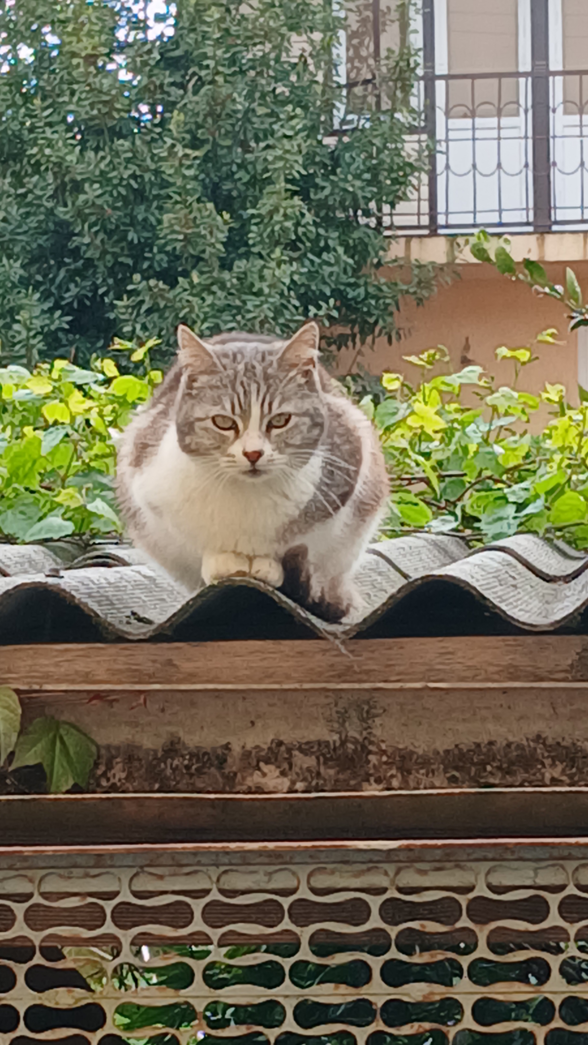 I'm watching you - cat, Village, Longpost