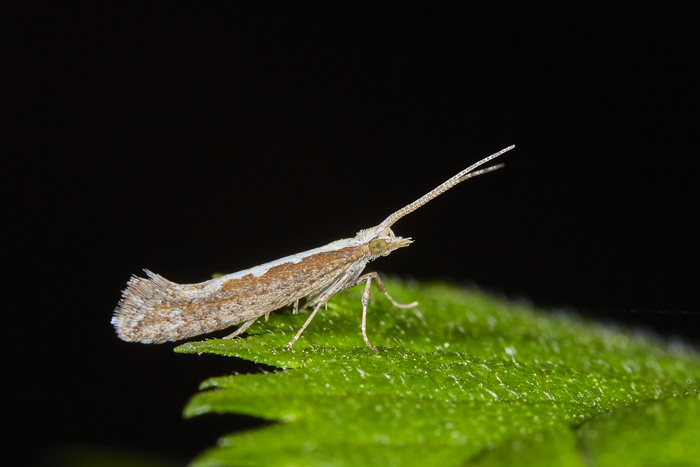 ������ �������� ��������� ���� - Plutella xylostella. ���������, �� �����������, ���� ������������� ������ :)