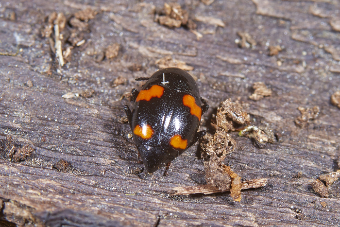 ���������� ��������������� - Scaphidium quadrimaculatum 
