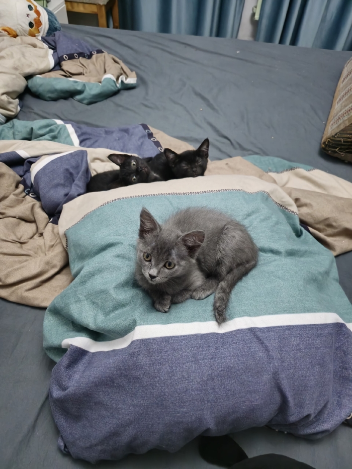 ����� Voicer0 � �����������