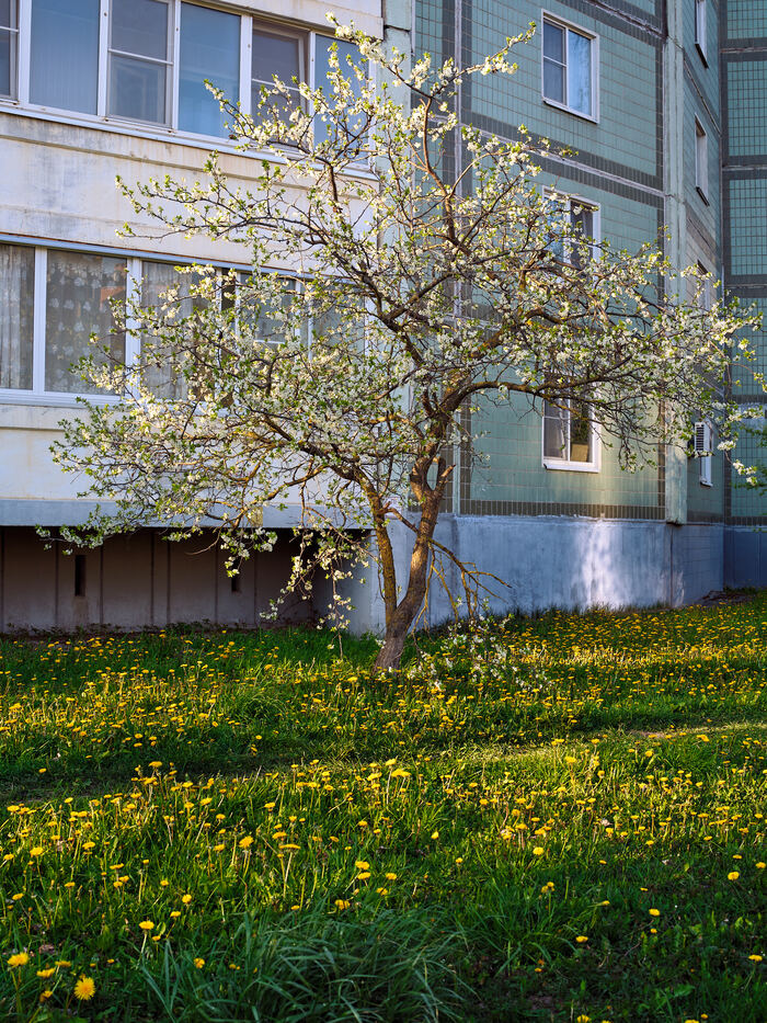 Fujifilm GFX 100 II + GF 55mm F1.7