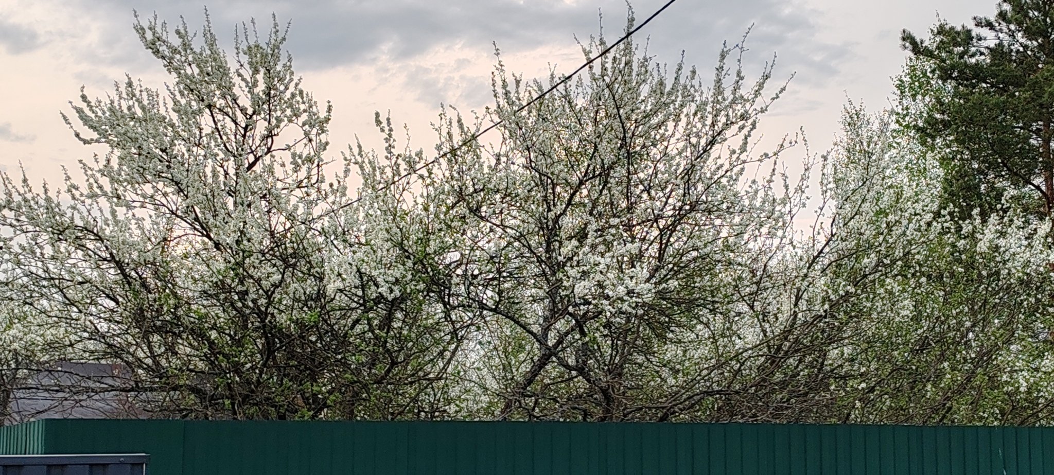 Simple village happiness - Series Our Village House, My, Village, Spring, Gardens, Joy, Walk, Forest, Bloom, Airplane, Starling, House, Nature, dawn, Sunset, The sun, Water, MKAD, Text, Longpost