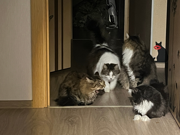 �����, �����, �������, ����