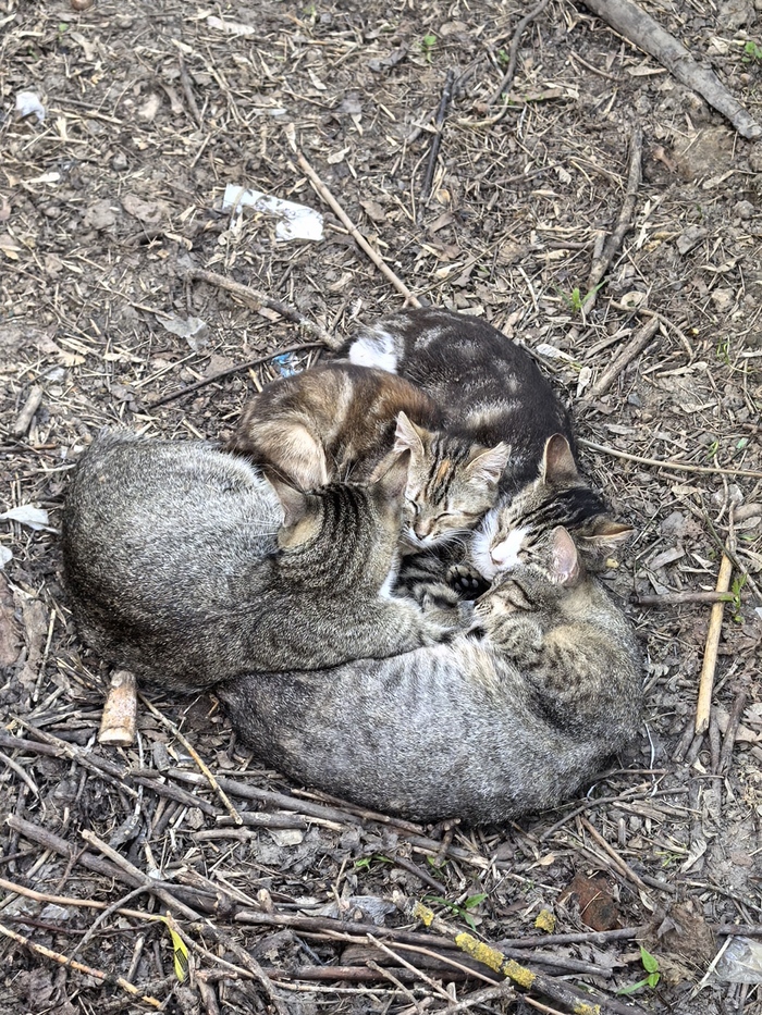 Просто котики клубочком)