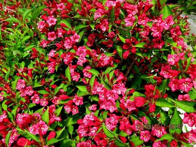 ������� ��� ����� Red Prince. 
