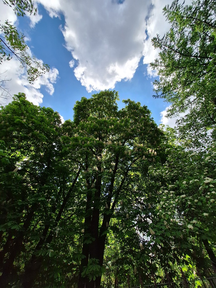 Каштаны расцвели