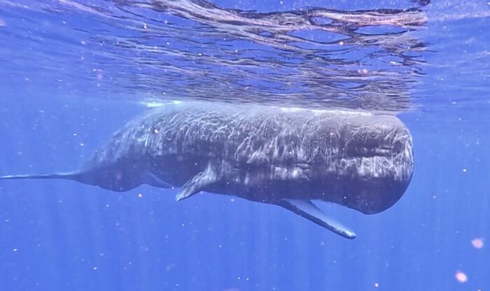 <a href="https://d.pikabu.ru/story/zub_kashalota_13978383?u=https%3A%2F%2Frunandive.com%2Fseastory%2Fspermwhale1%2F&t=%D0%9A%D0%B0%D1%88%D0%B0%D0%BB%D0%BE%D1%82&h=e56bee15e692a44be54c1f2fcad17ff7d46c6dae" title="https://runandive.com/seastory/spermwhale1/" target="_blank" rel="nofollow noopener">�������</a>