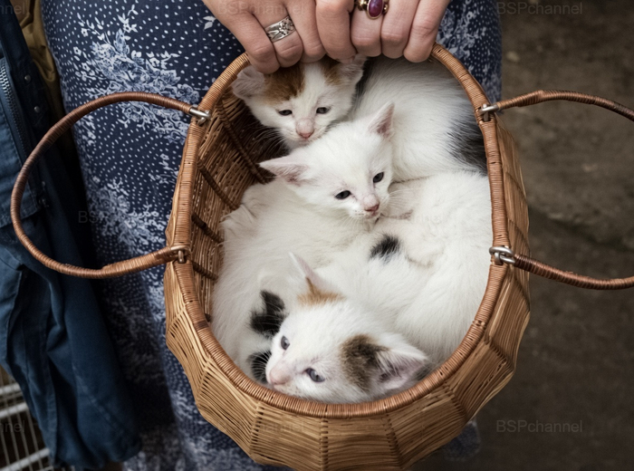 ��������: ��� �����