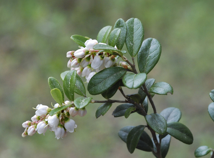�������� (Vaccinium vitis-idaea). ���� �. ����������.
