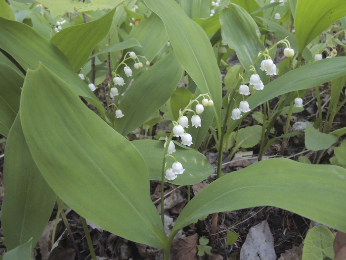 ������ ������� (Convallaria majalis). ���� �. ����������.