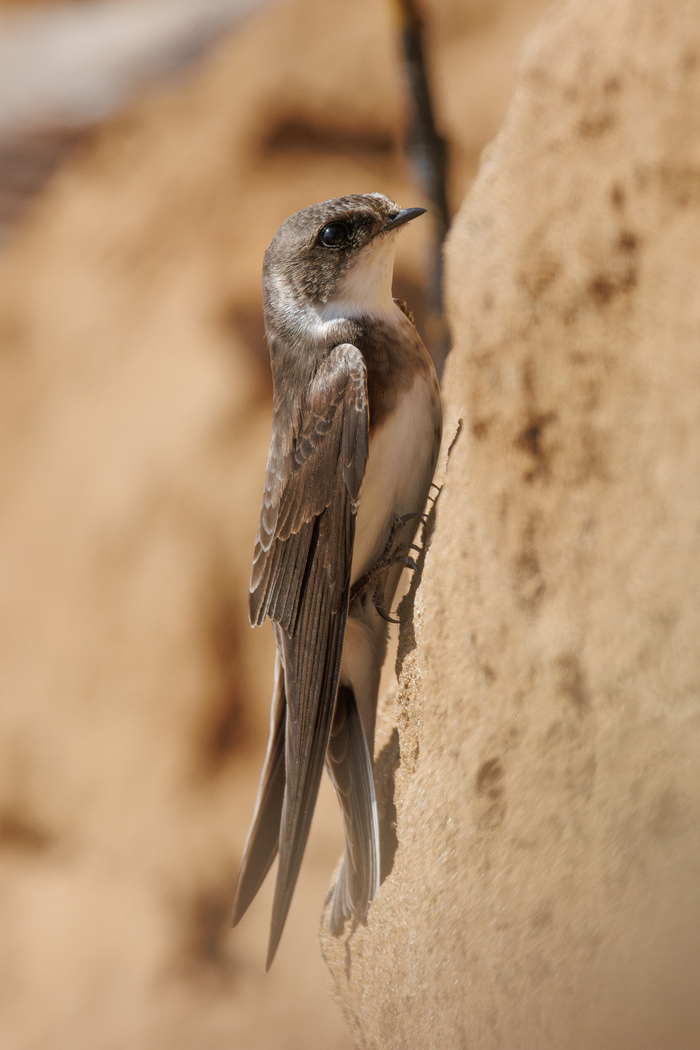 ����������� (Riparia riparia)