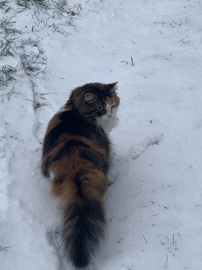 Ответ на пост «Едем домой!»