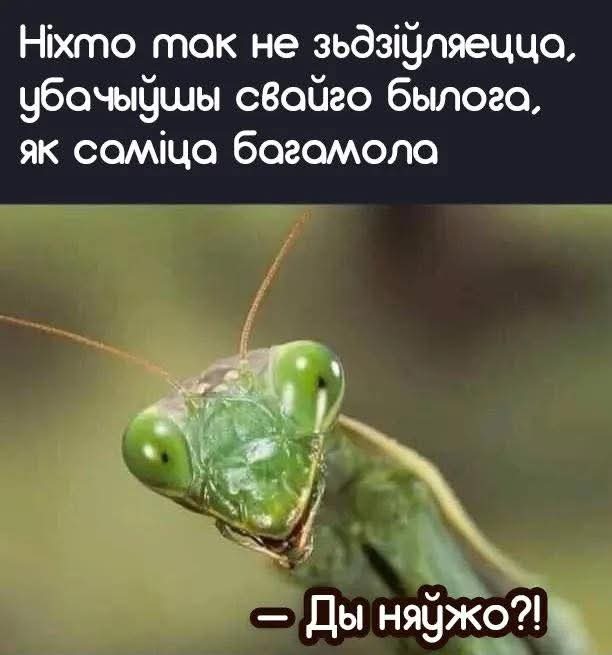 Нечаканая сустрэча