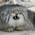 ironcat93