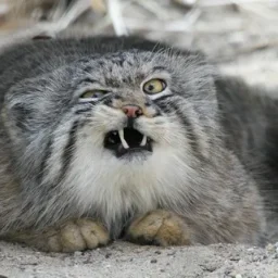 ironcat93