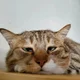 ������ ������������ Siberyak