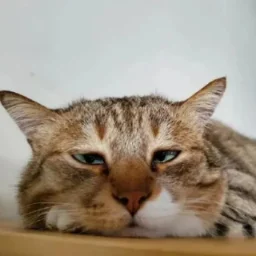 Siberyak