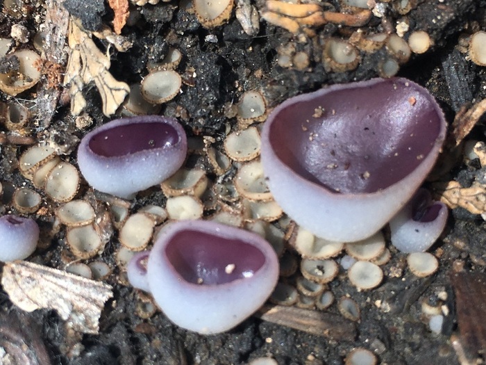 Пецица фиолетовая (Peziza violacea). Фото с сайта <!--noindex--><a href="https://pikabu.ru/story/pirofilnyie_gribyi_14013221?u=http%3A%2F%2Finaturalist.com&t=inaturalist.com&h=526411e43f1f9dca9ef5814df099ab4eeeb9cdec" title="http://inaturalist.com" target="_blank" rel="nofollow noopener">inaturalist.com</a><!--/noindex-->