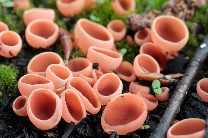 Пиропиксис красный (Pyropyxis rubra). Фото Татьяны Бульонковой с сайта <!--noindex--><a href="https://pikabu.ru/story/pirofilnyie_gribyi_14013221?u=http%3A%2F%2Fmycology.su&t=mycology.su&h=f42f7efd71b3724af0b292cbc21725f71ea72cfd" title="http://mycology.su" target="_blank" rel="nofollow noopener">mycology.su</a><!--/noindex-->