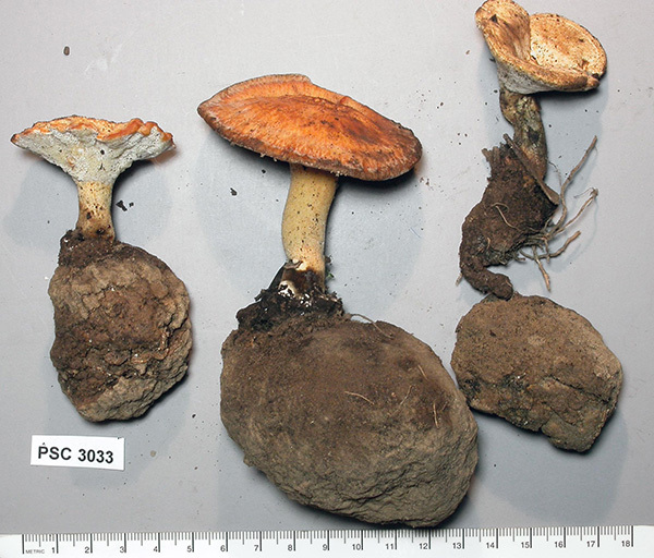 ����� ���� ������������ (Laccocephalum spp.) ���� ������� ����� �������, ����� �� ��������� ���������� ��������� ���� � ��������� �������-����������. ��� ������� ���� ���������������� ����� ��������� �����. ���� David Catcheside � ����� <!--noindex--><a href="https://pikabu.ru/story/pirofilnyie_gribyi_sklerotsii_14016338?u=http%3A%2F%2Fknow.ourplants.org&t=know.ourplants.org&h=84b191b8f5e0ab66d11d4d1e4e907e2e8a3d7e13" title="http://know.ourplants.org" target="_blank" rel="nofollow noopener">know.ourplants.org</a><!--/noindex-->