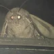 Аватар пользователя weirdguywithscis